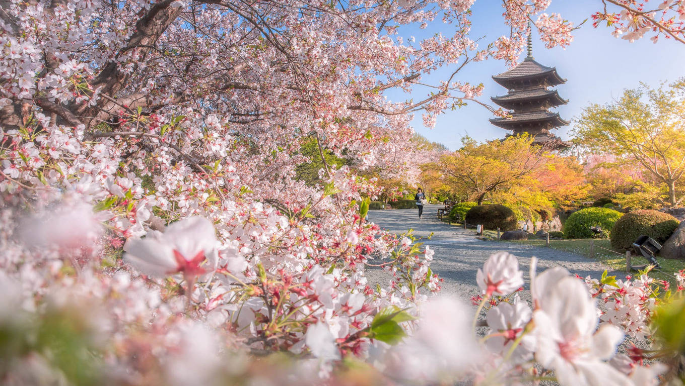 Kyoto Spring In Toji Background