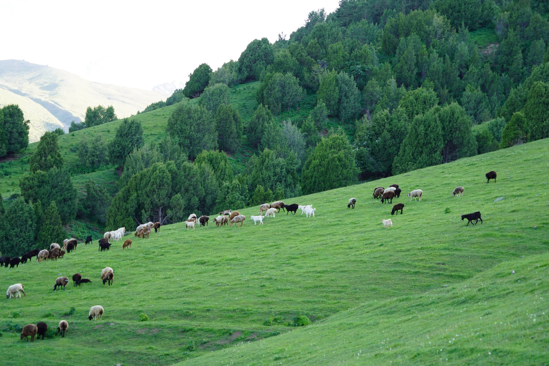 Kyrgyzstan Mountain Animals Background