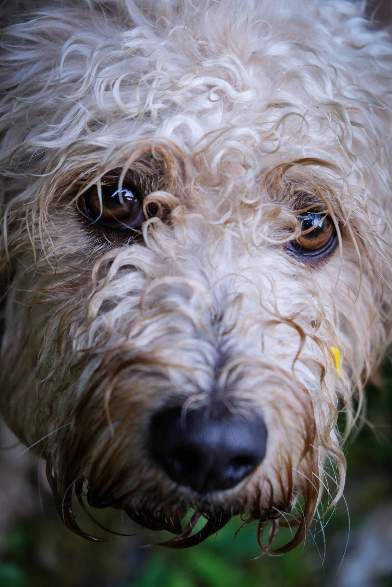 Labradoodle Cute Android Background