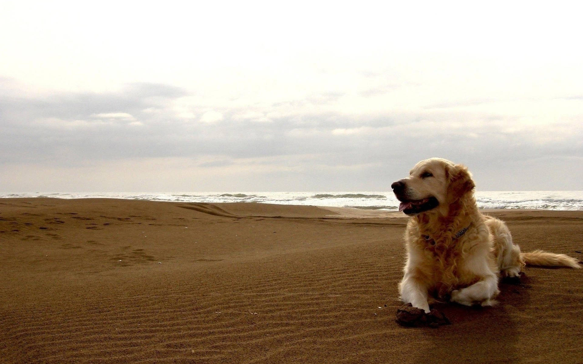 Labrador At The Beach Background