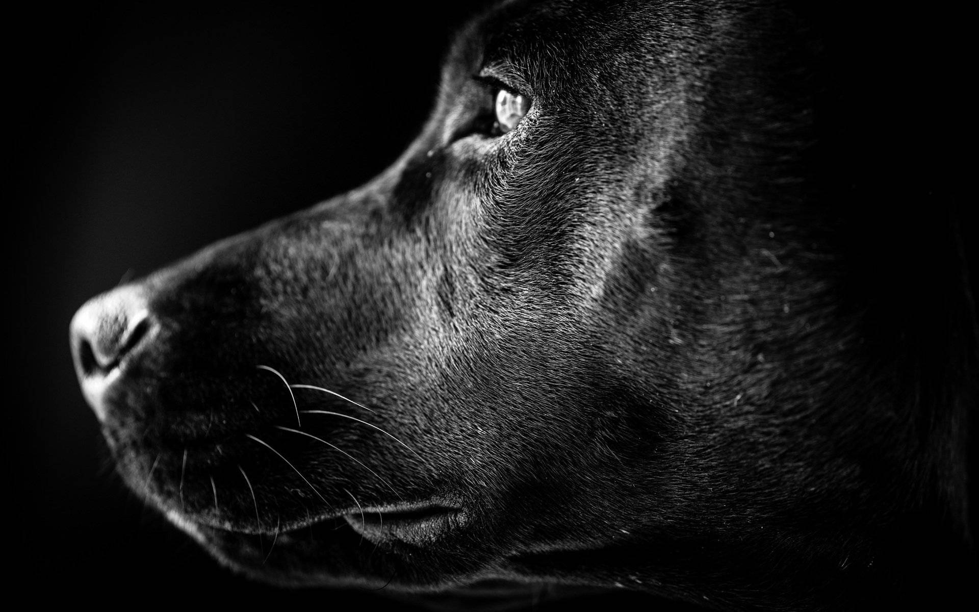 Labrador Black And White Photography Background