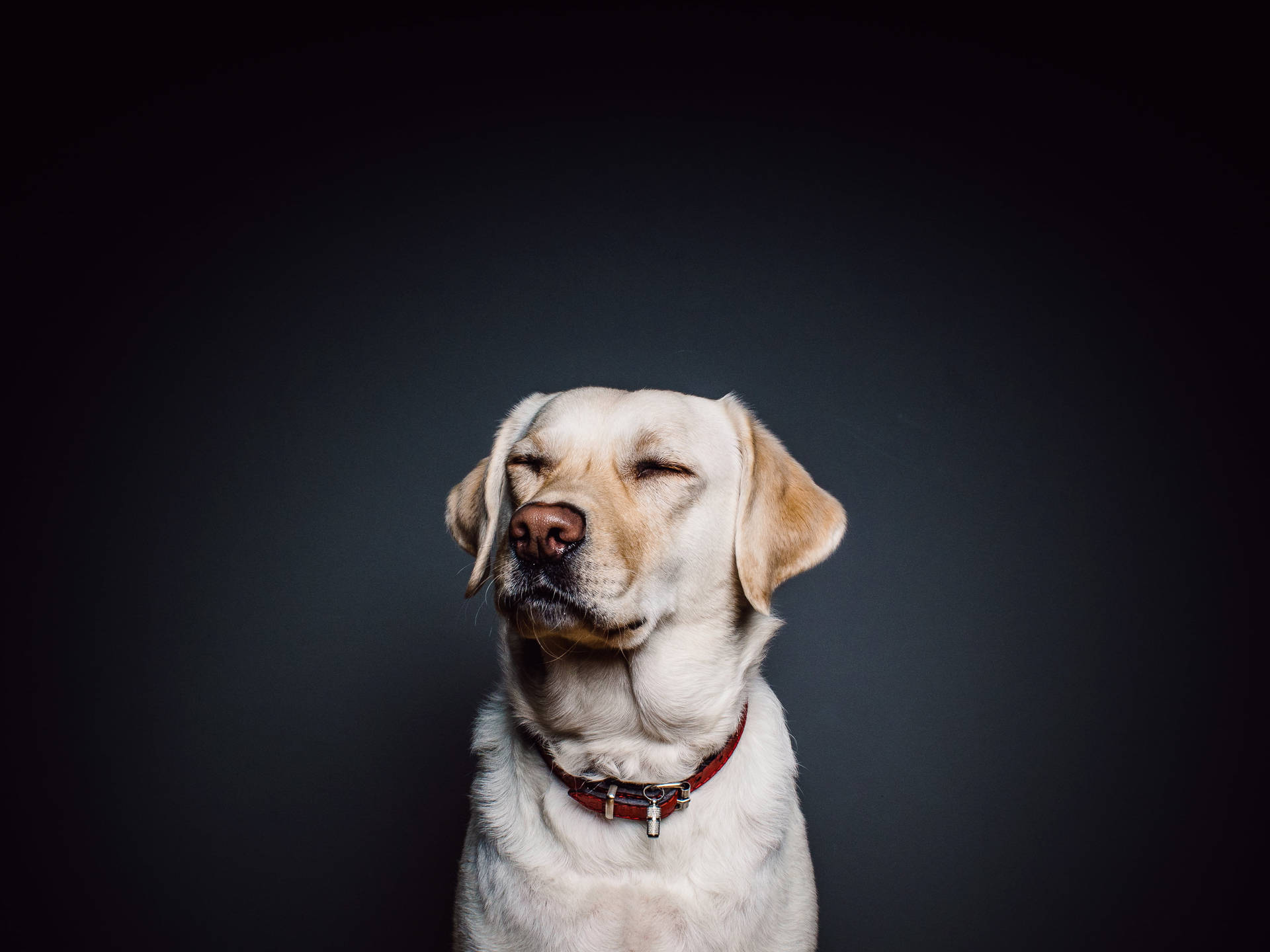 Labrador Cute Portrait Background