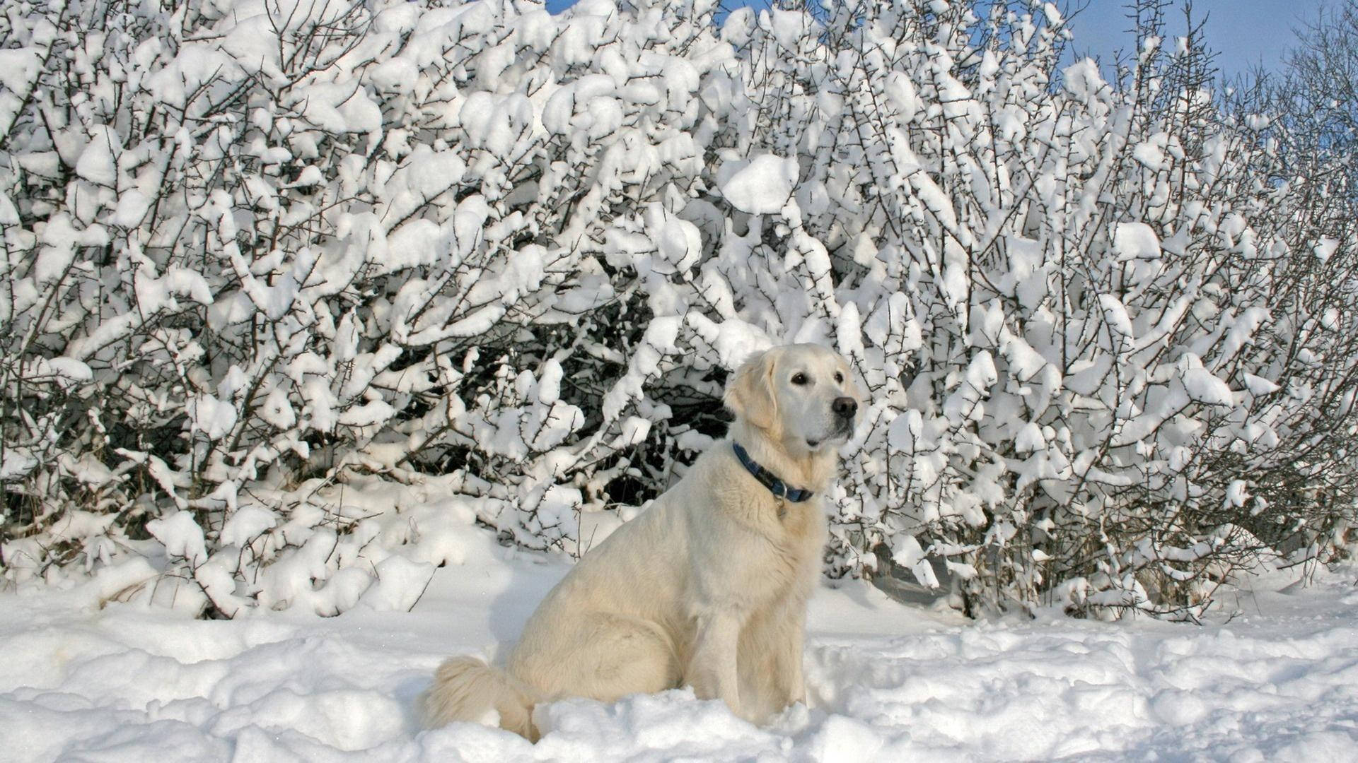Labrador Dog In Winter Background