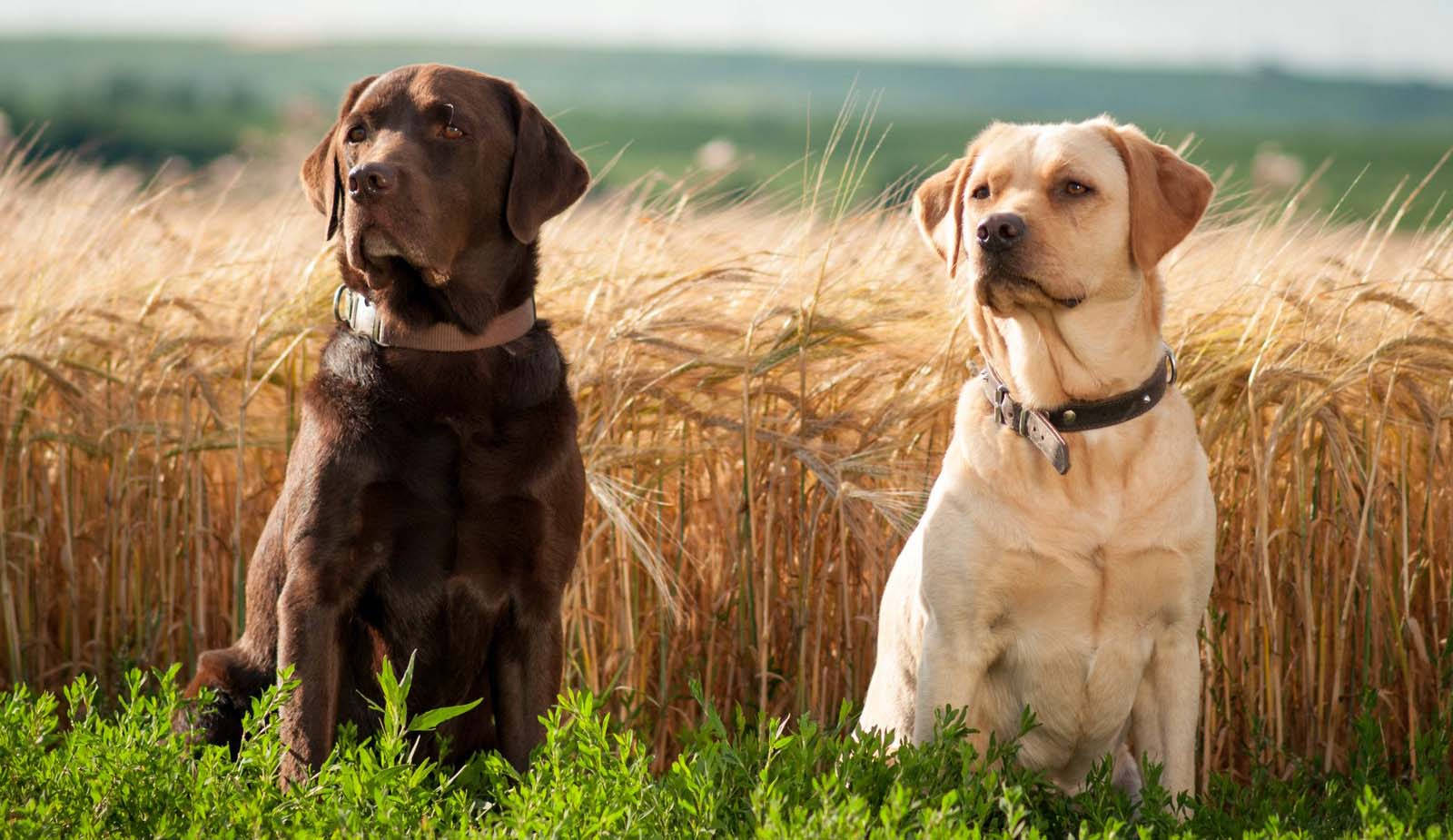 Labrador Dogs In Wheat Field Background