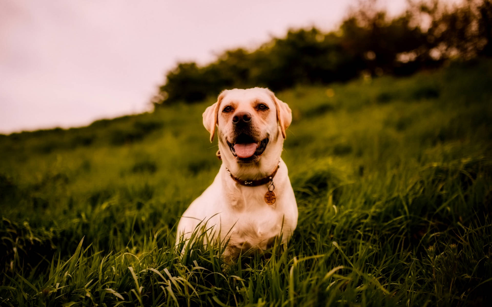 Labrador In A Grass Field Background