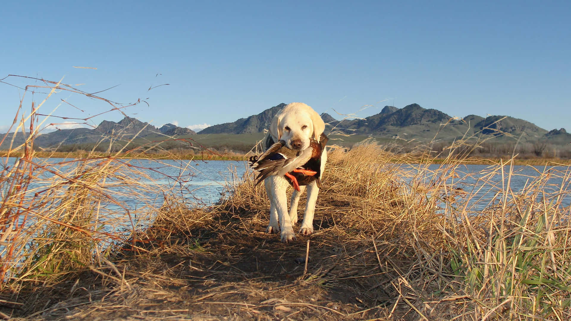 Labrador In Nature Duck Hunting Desktop Background