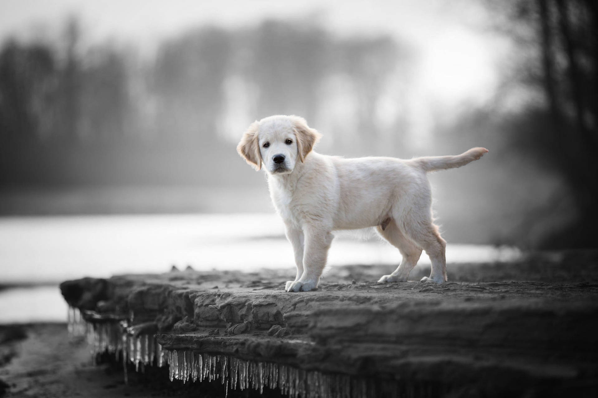 Labrador Monochrome Photography Background