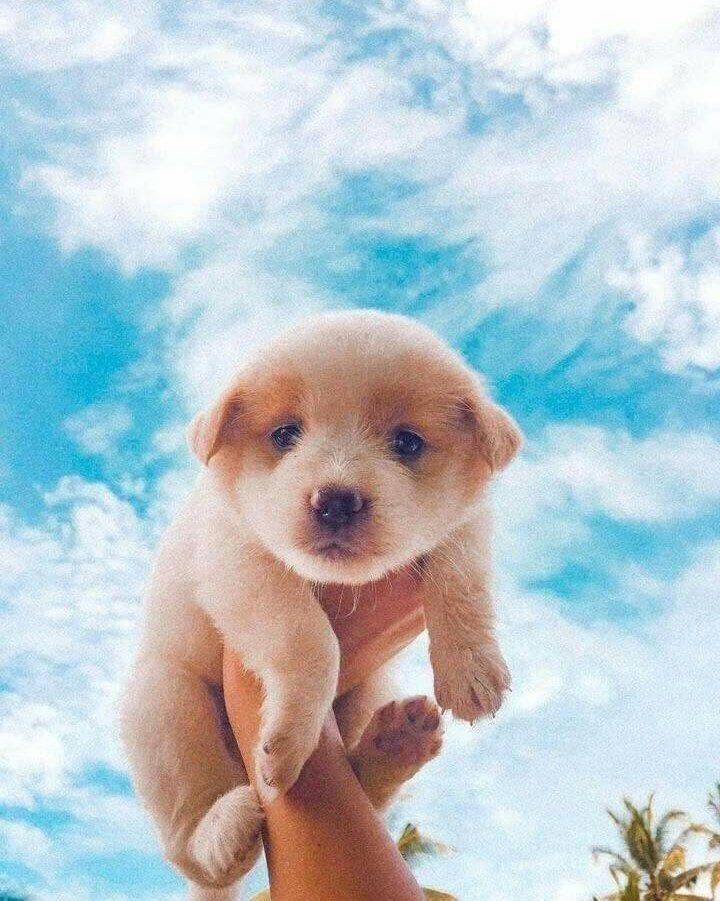 Labrador Puppy Dog Cloudy Sky