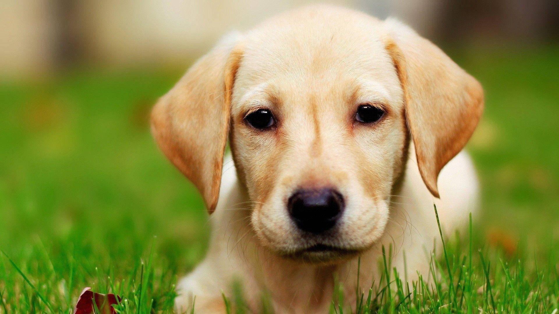 Labrador Retriever Close-up Background