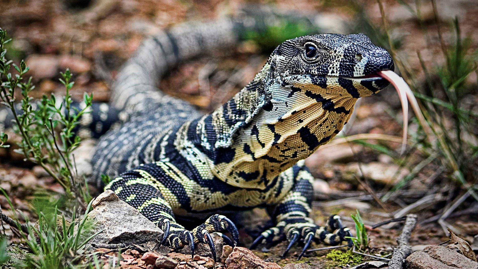 Lace Monitor Lizard With Forked Tongue Background