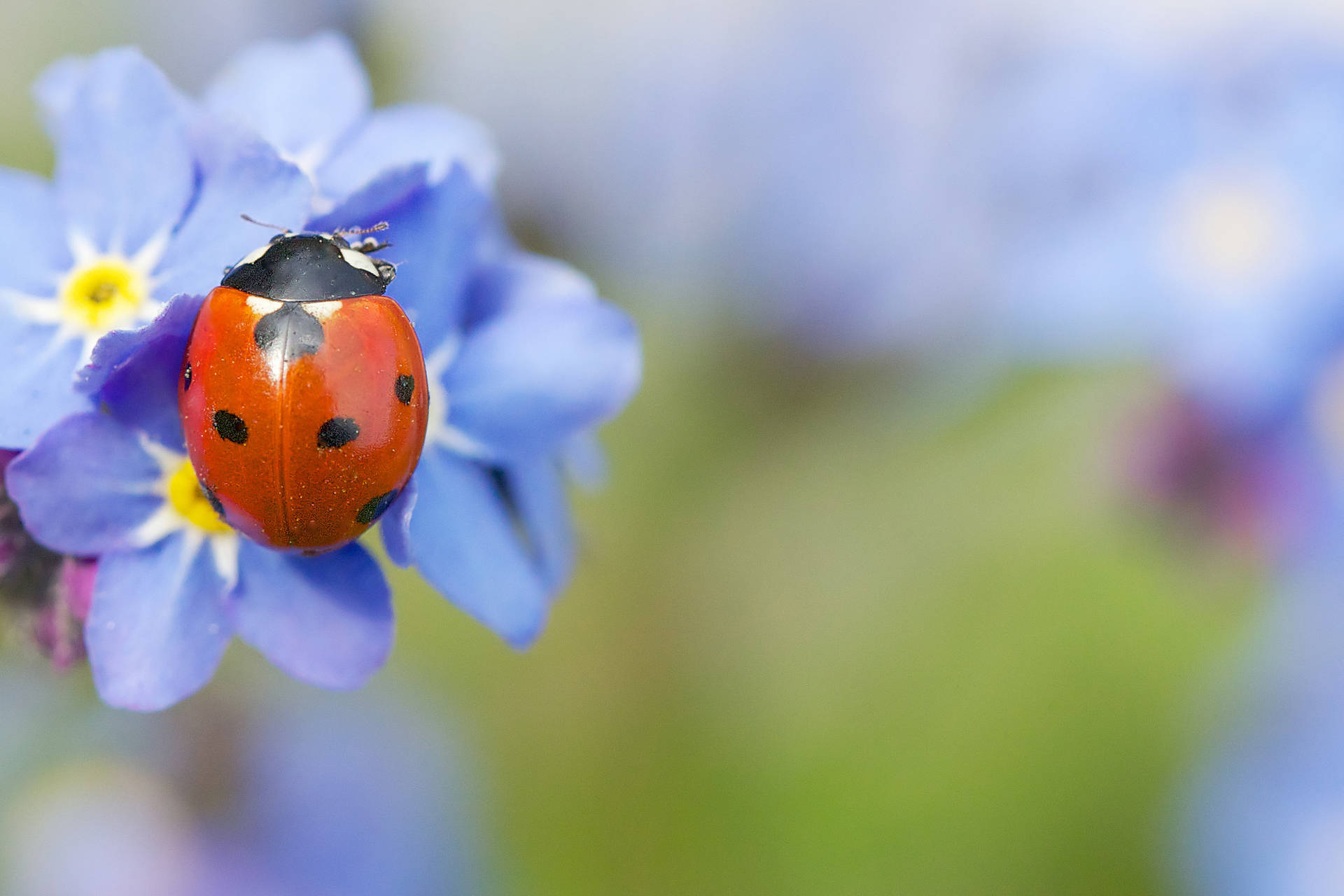 Lady Bug And Forget Me Not Flower Background