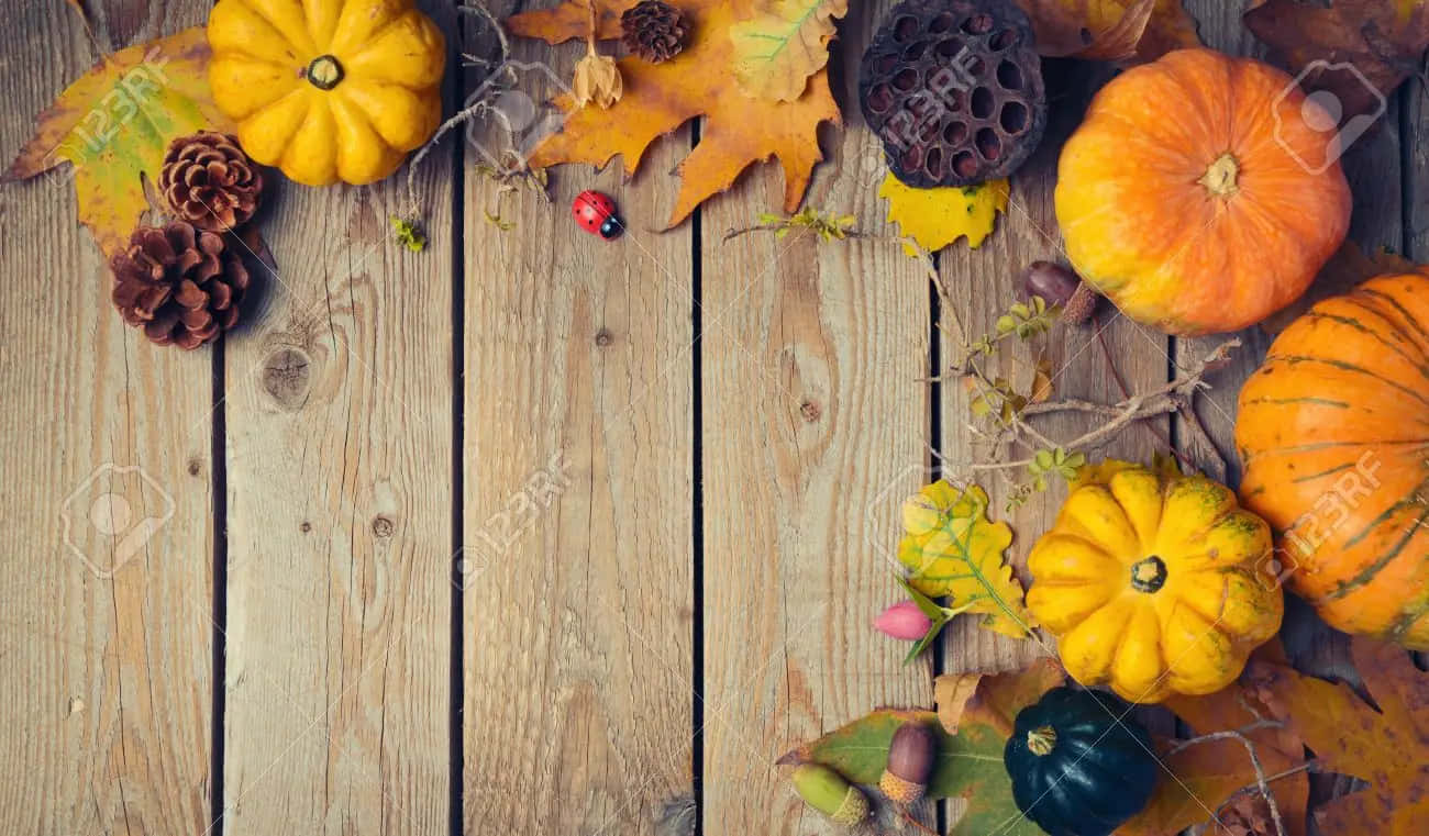 Lady Bug Pumpkin For Fall Thanksgiving Background