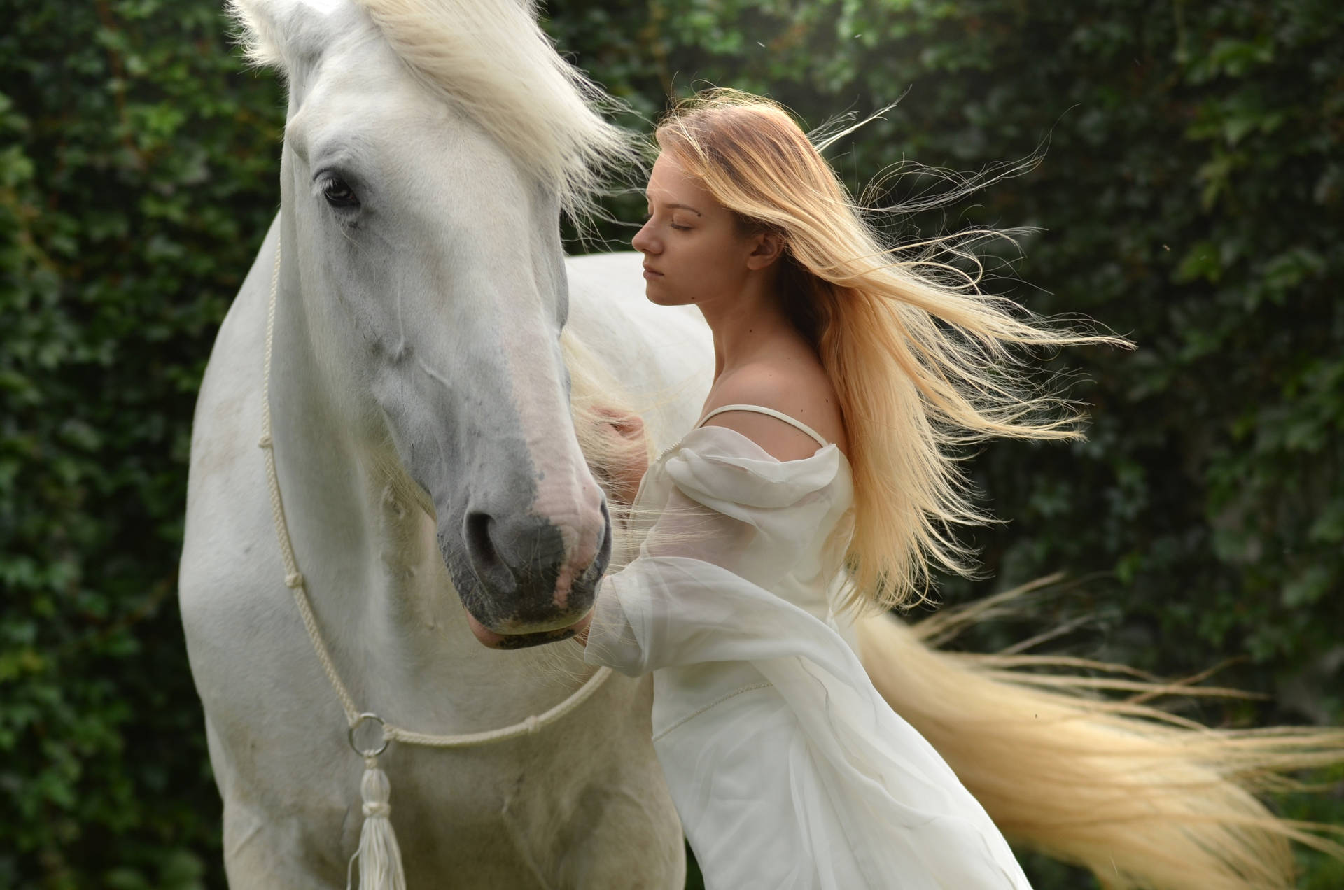 Lady Petting A White Horse Background