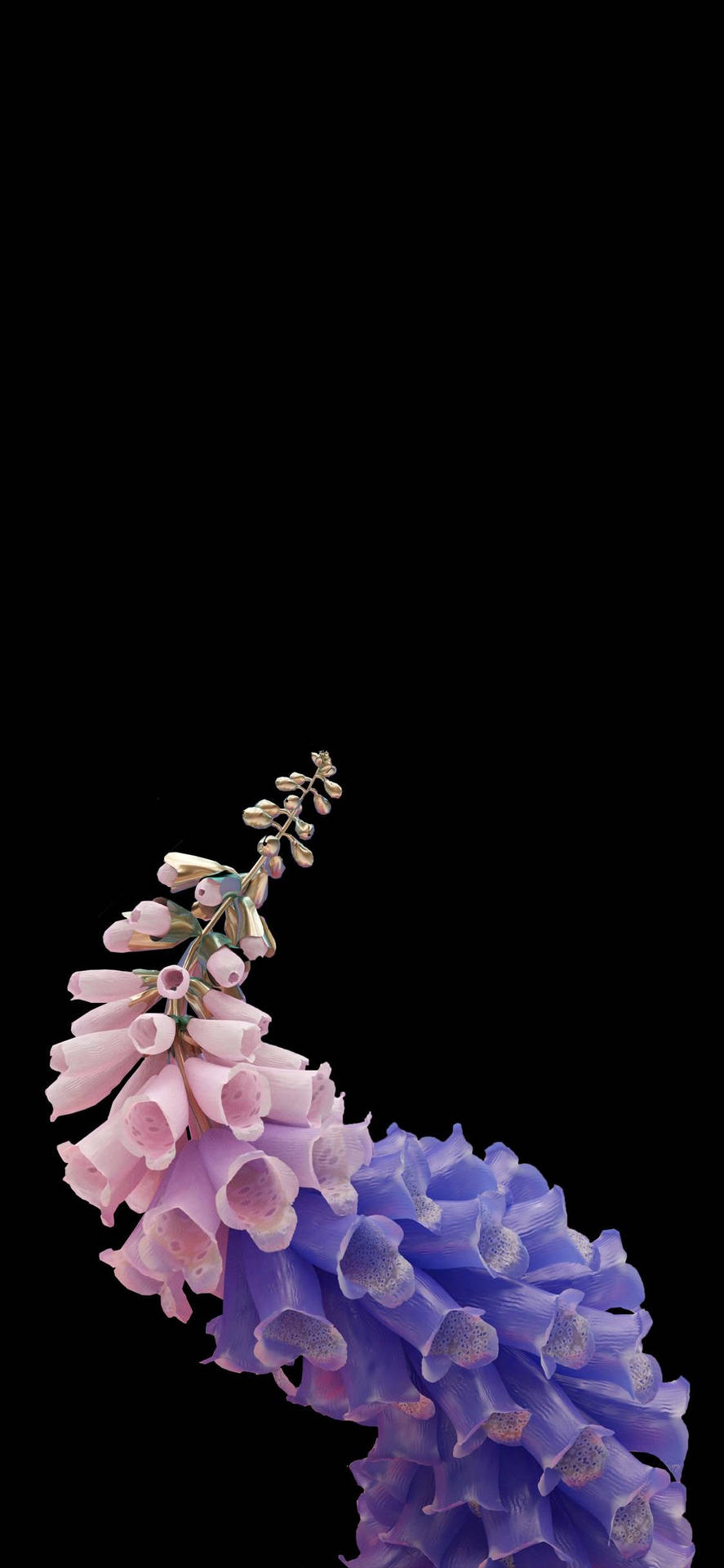 Lady's Glove Flower Oled Iphone Background