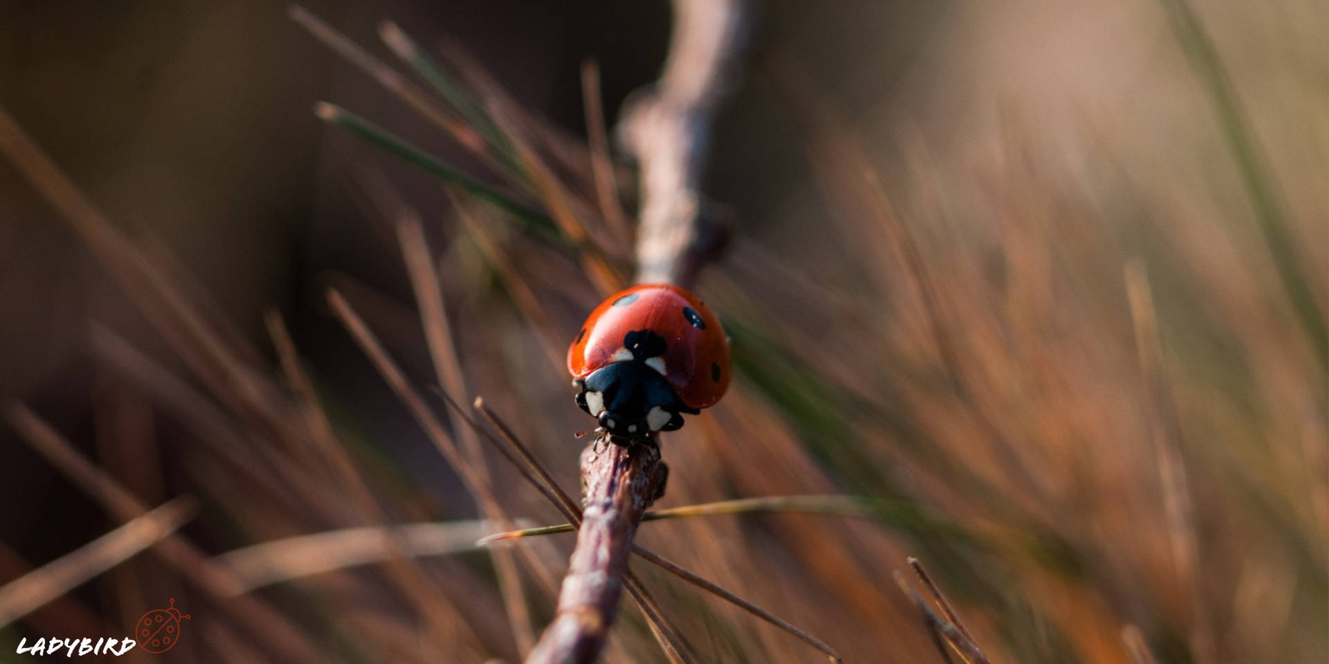 Ladybird Beetle On A Branch Background