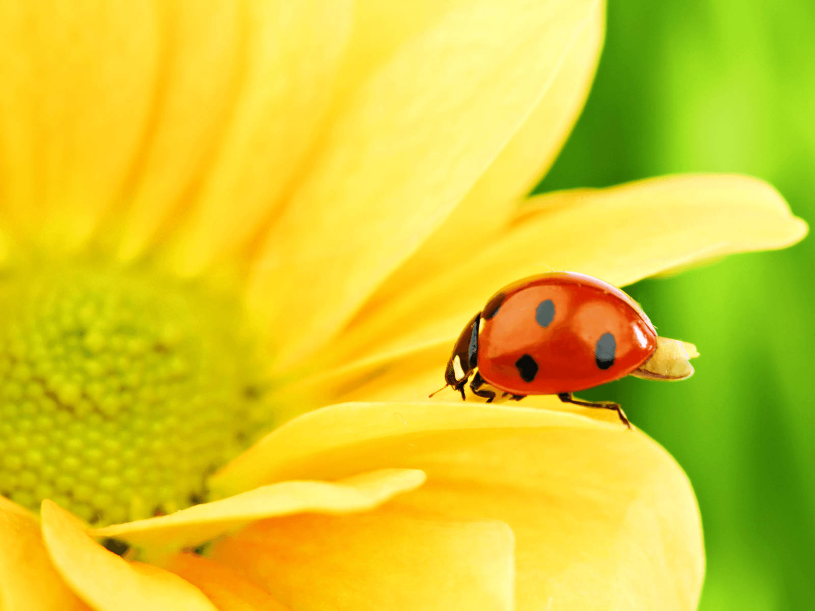 Ladybug And A Sunflower