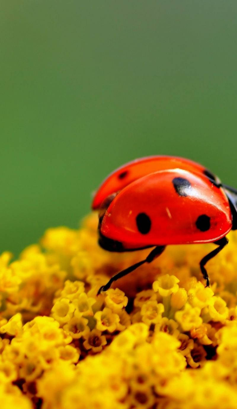 Ladybug And Microscopic Yellow Flowers Background