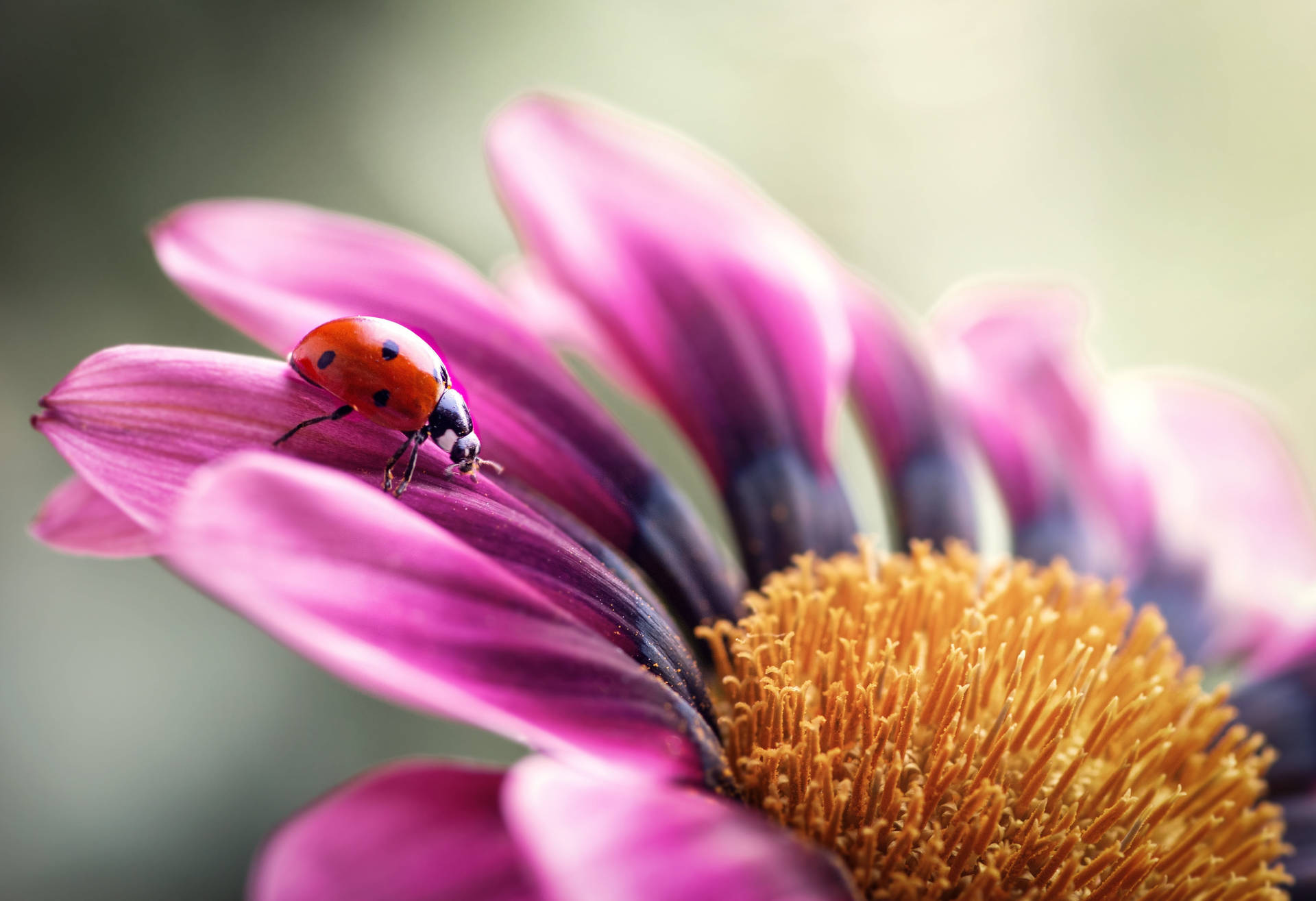 Ladybug And Pink African Daisy Background