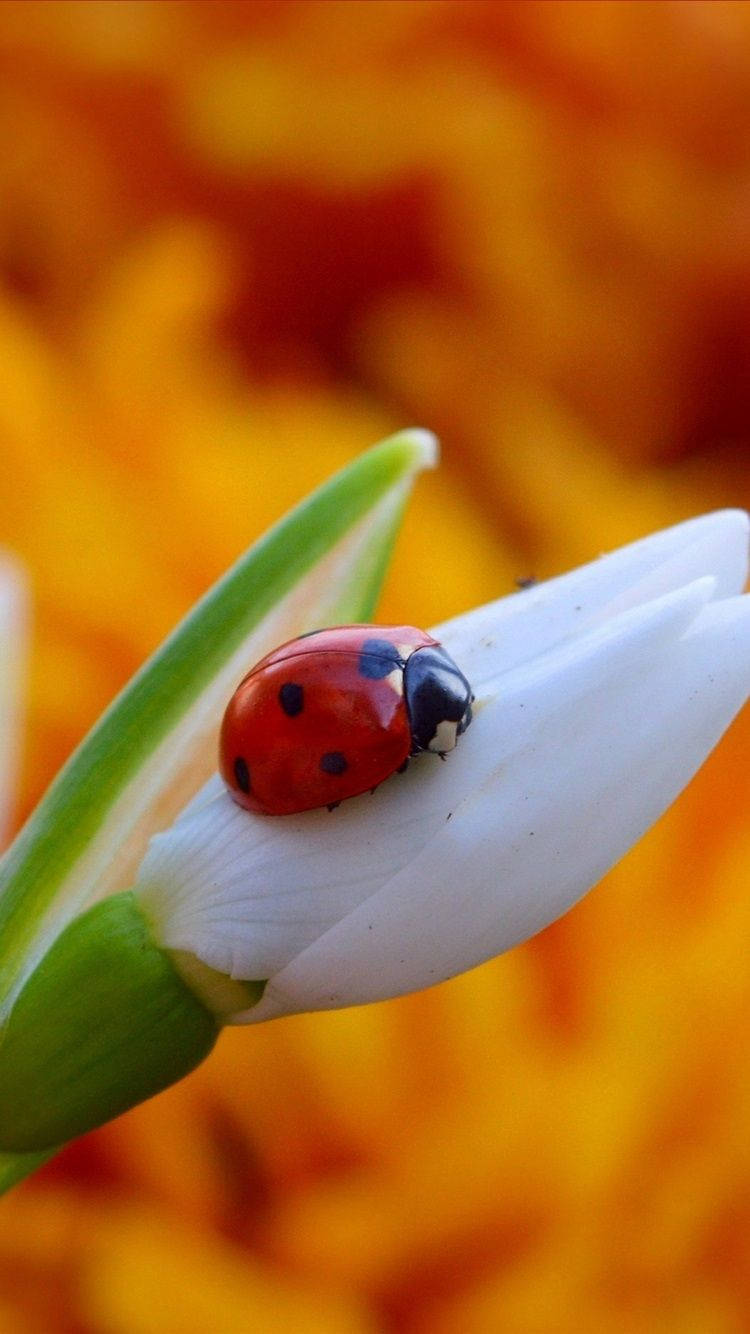 Ladybug And White Bud Of Flower Background