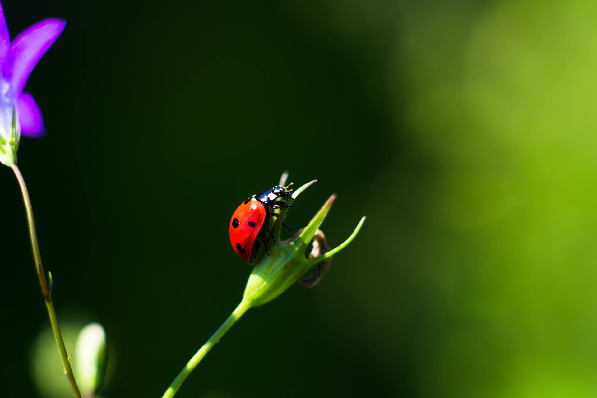 Ladybug Asian Beetle Species