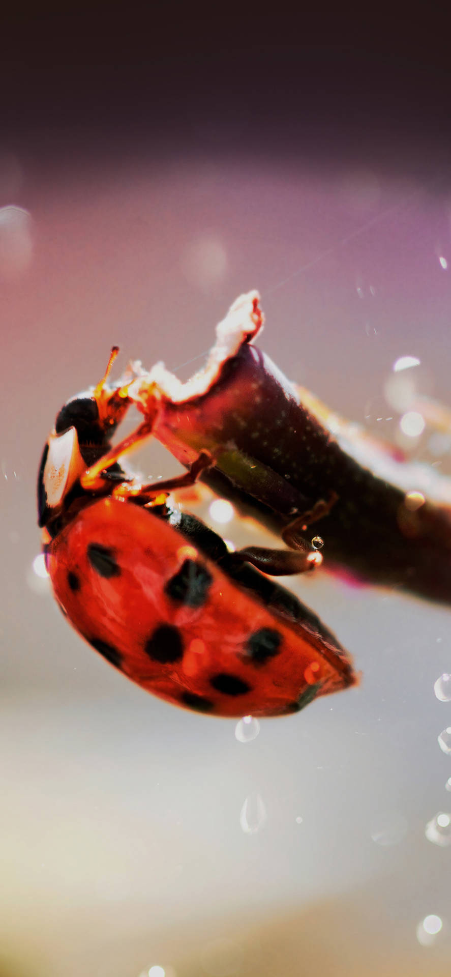 Ladybug Beetle Hanging At The Edge Background