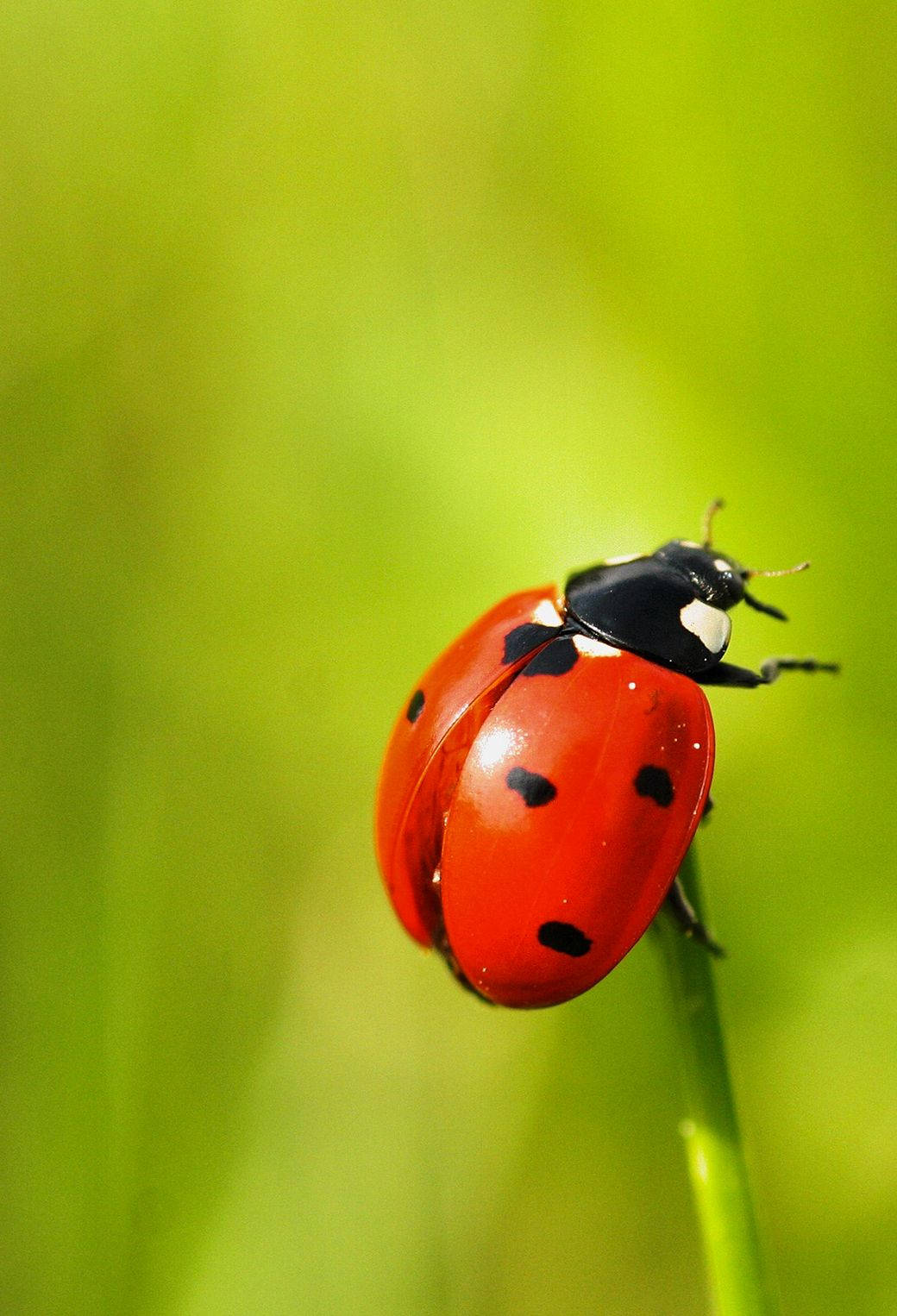 Ladybug Beetle Herbivore Insect Background