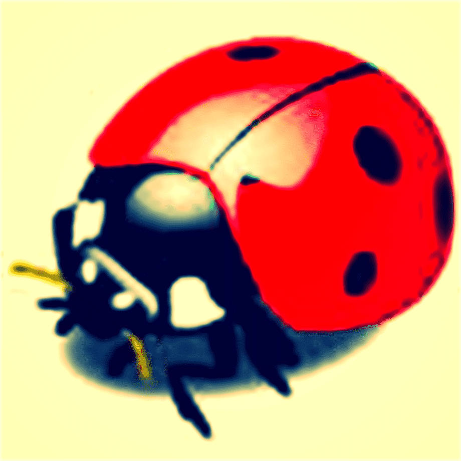 Ladybug Beetle In Yellow