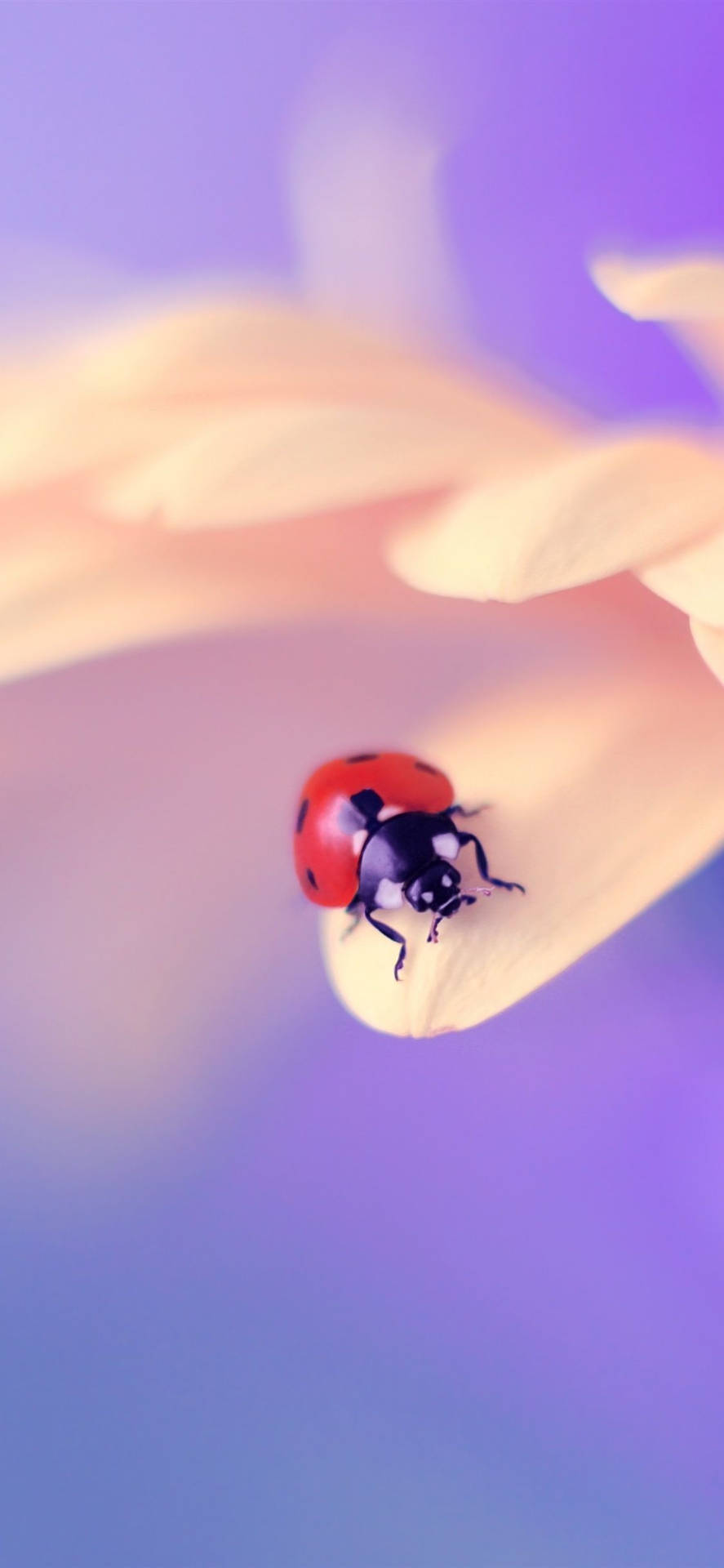 Ladybug Beetle Insect On A Flower