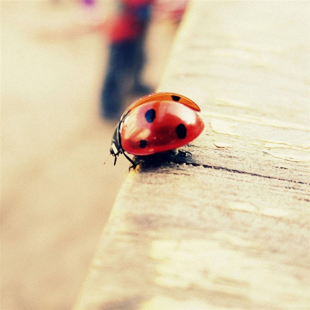 Ladybug Beetle Insect Background