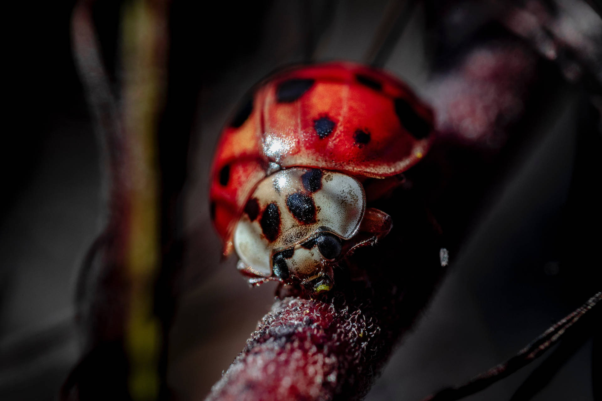 Ladybug Beetle Omnivorous Insect Background