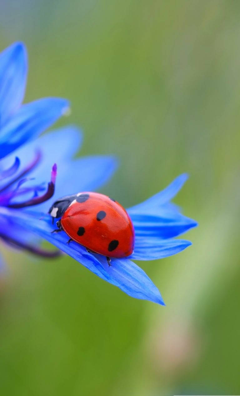 Ladybug Beetle On A Blue Cornflower Background