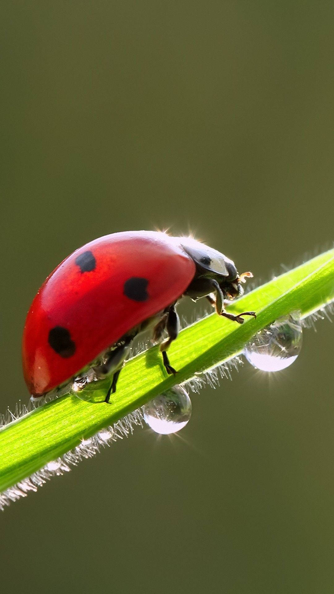 Ladybug Beetle On A Green Stem Background