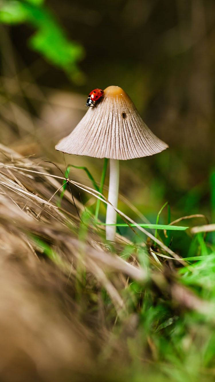 Ladybug Beetle On A Triangular Mushroom Background