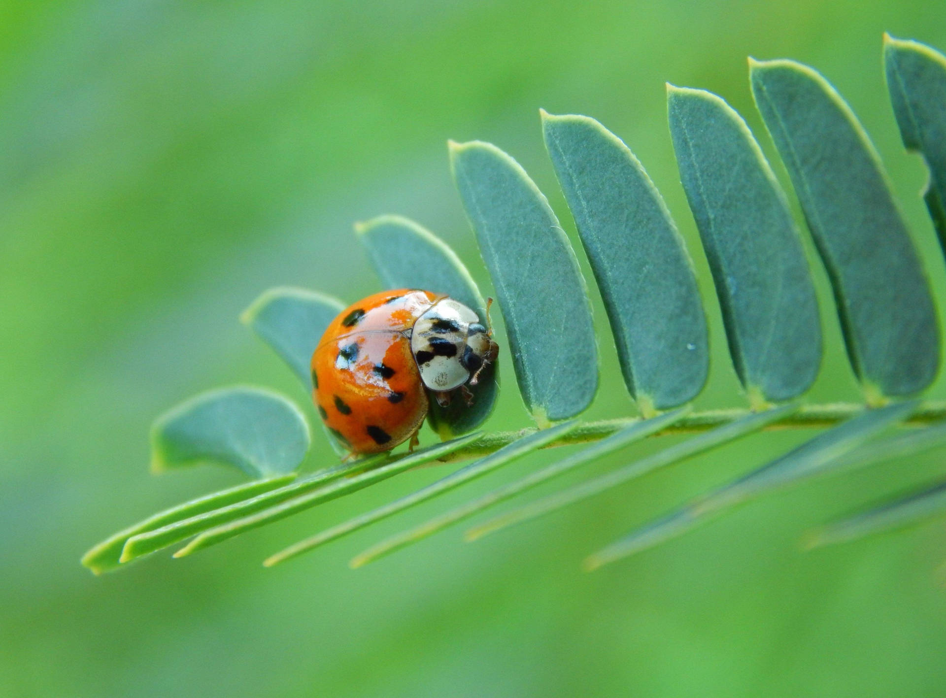 Ladybug Beetle On Fern Leaves