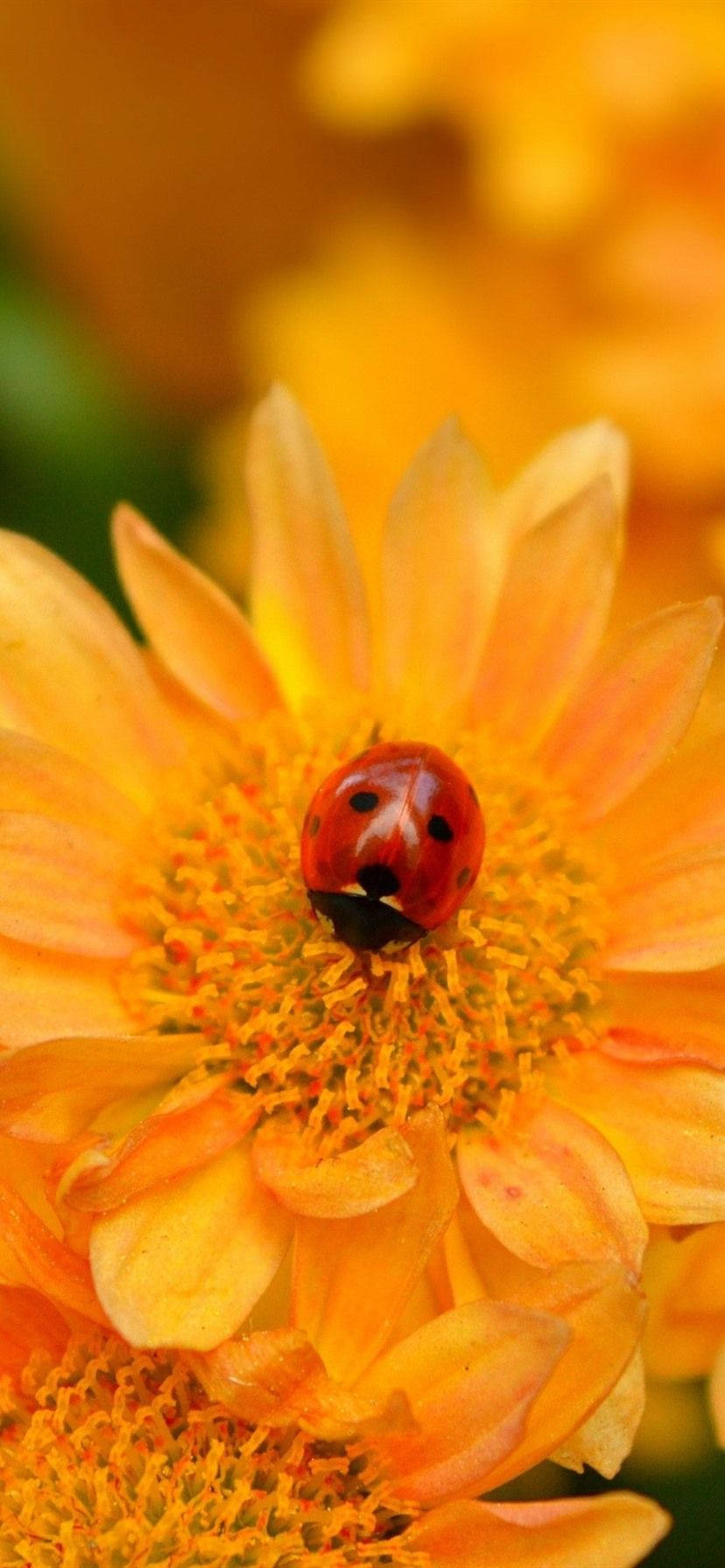 Ladybug Beetle On Orange Corn Daisy