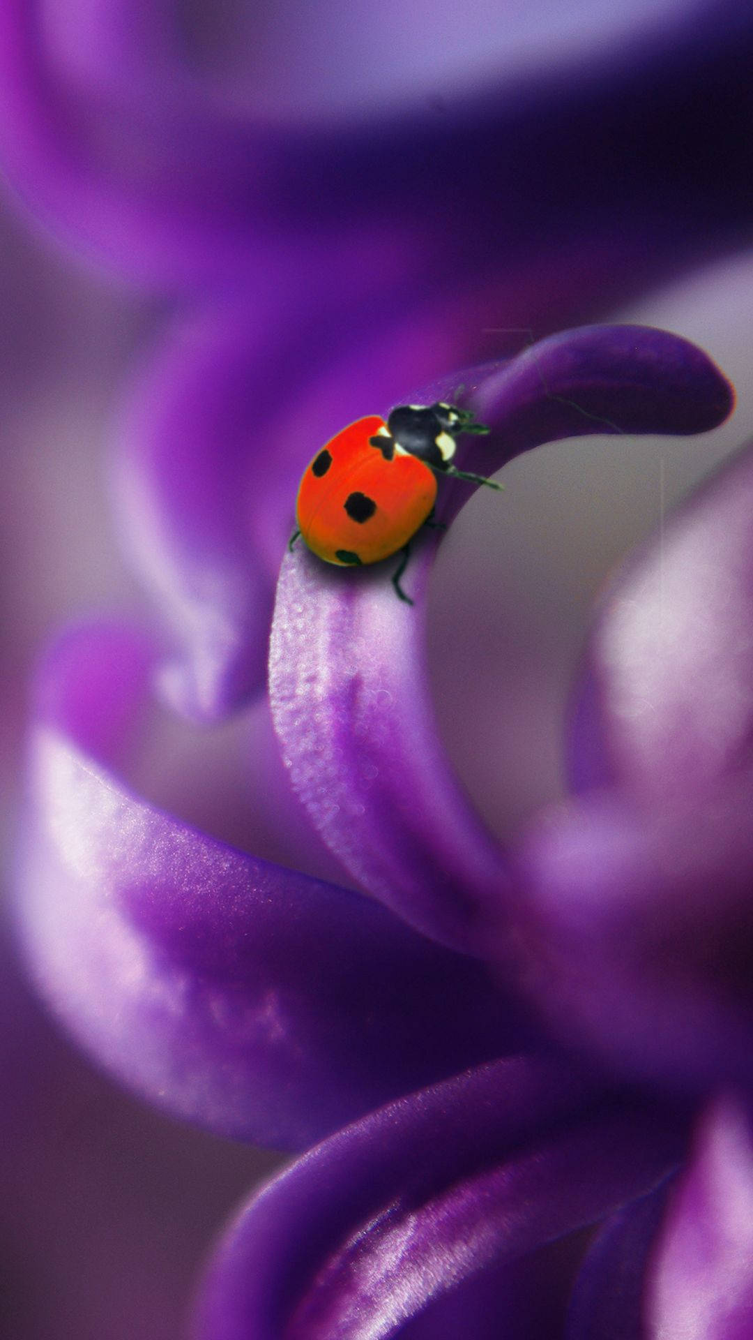 Ladybug Beetle On Purple Flower Background