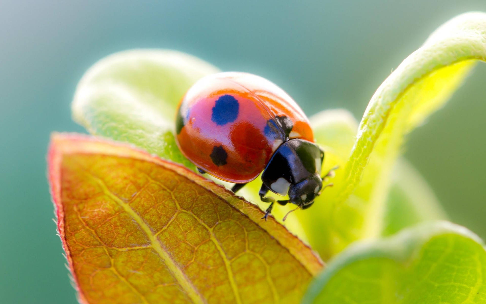 Ladybug Beetle On The Move