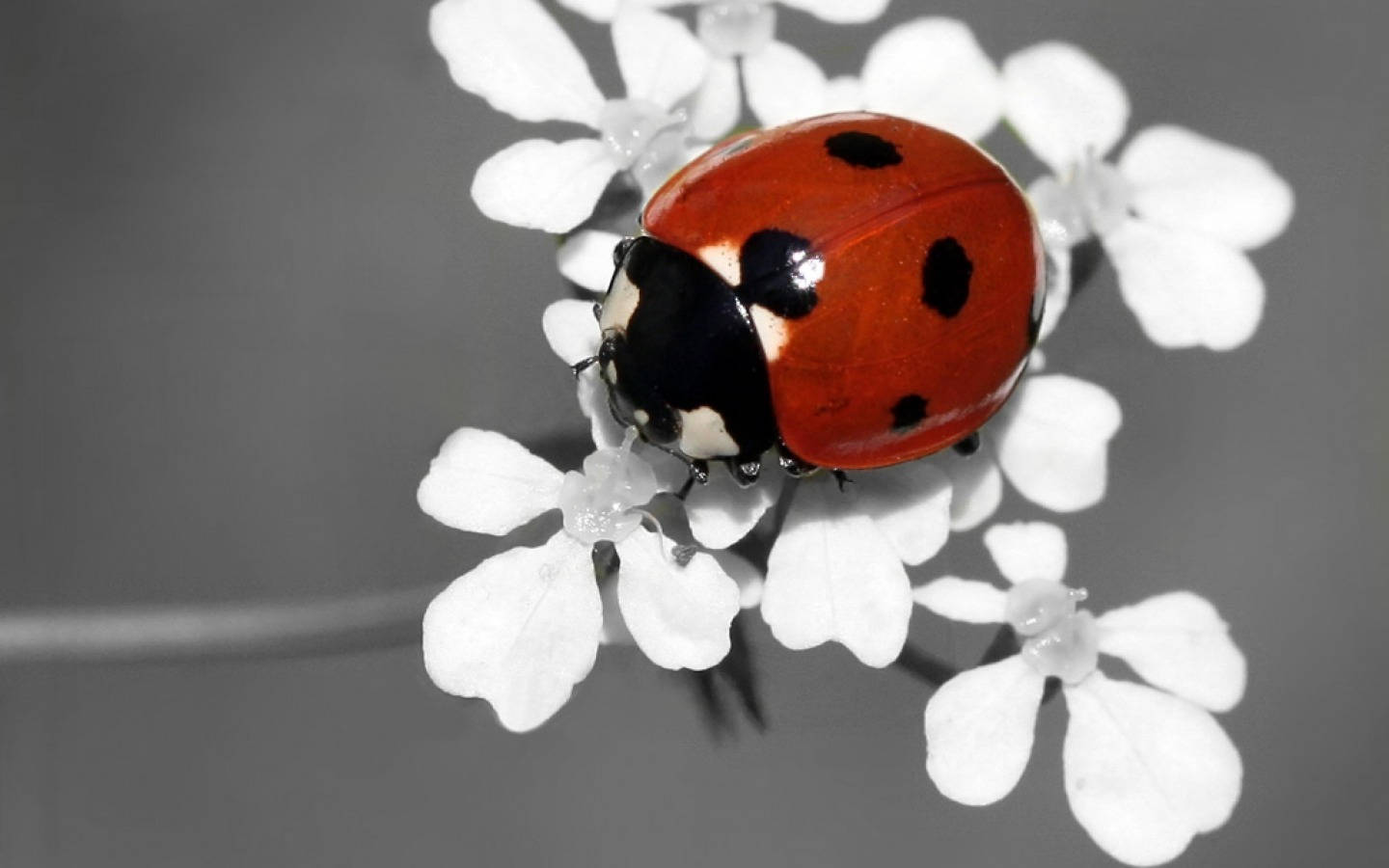 Ladybug Beetle On White Flowers Background