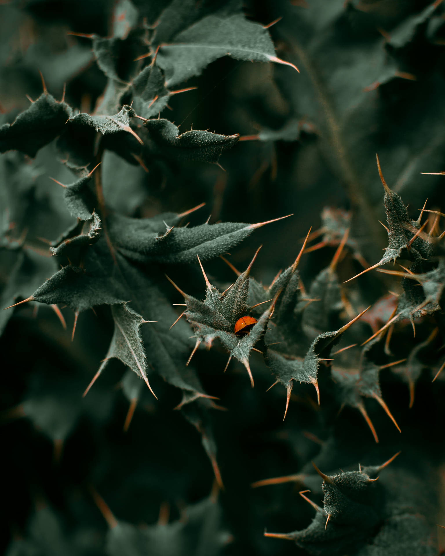 Ladybug Beetle Tucked In Thorny Leaves Background