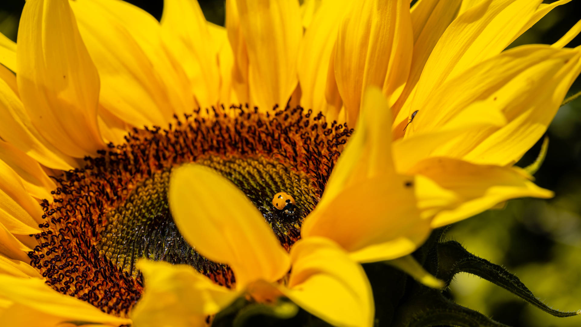 Ladybug Beetle With A Yellow Body