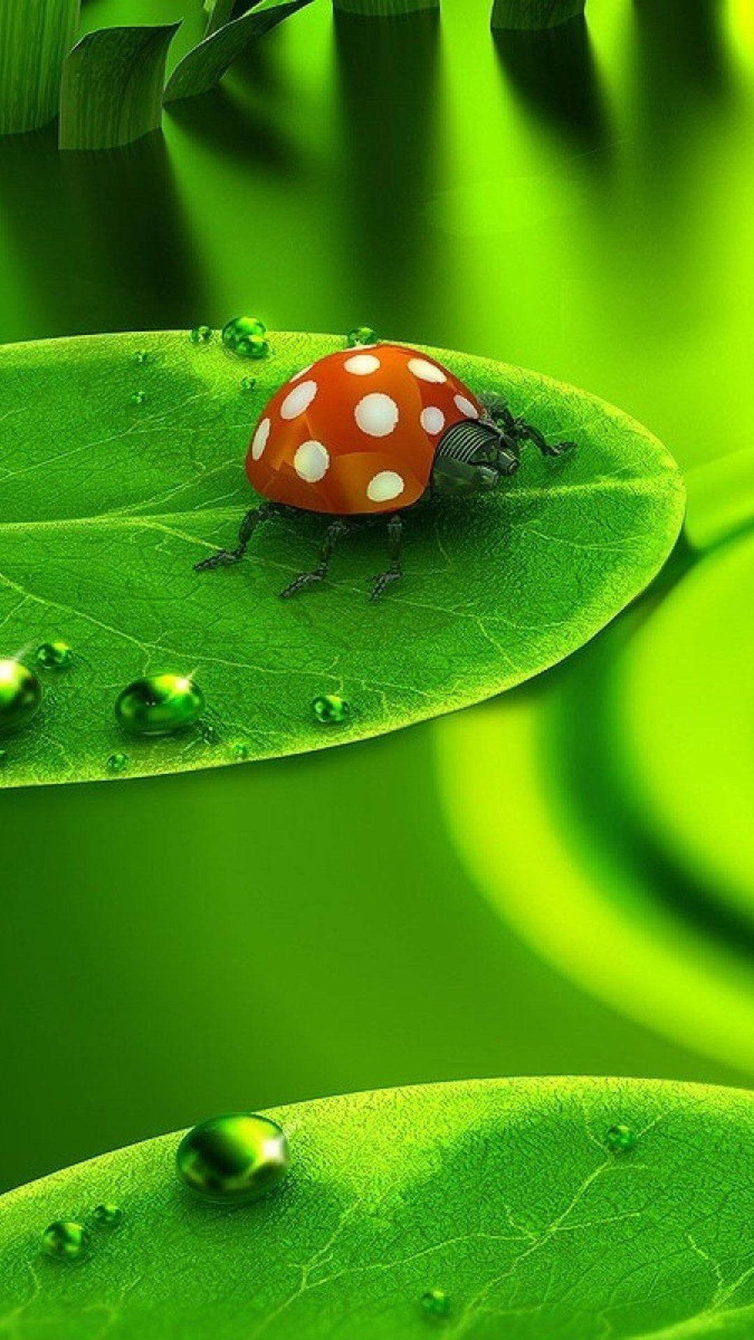 Ladybug Beetle With White Spots Background