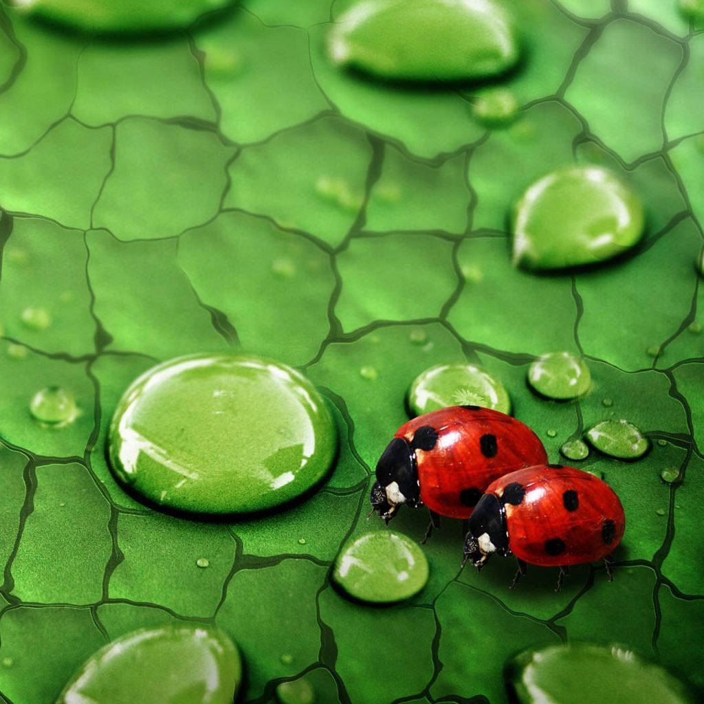 Ladybug Beetles On A Patterned Leaf