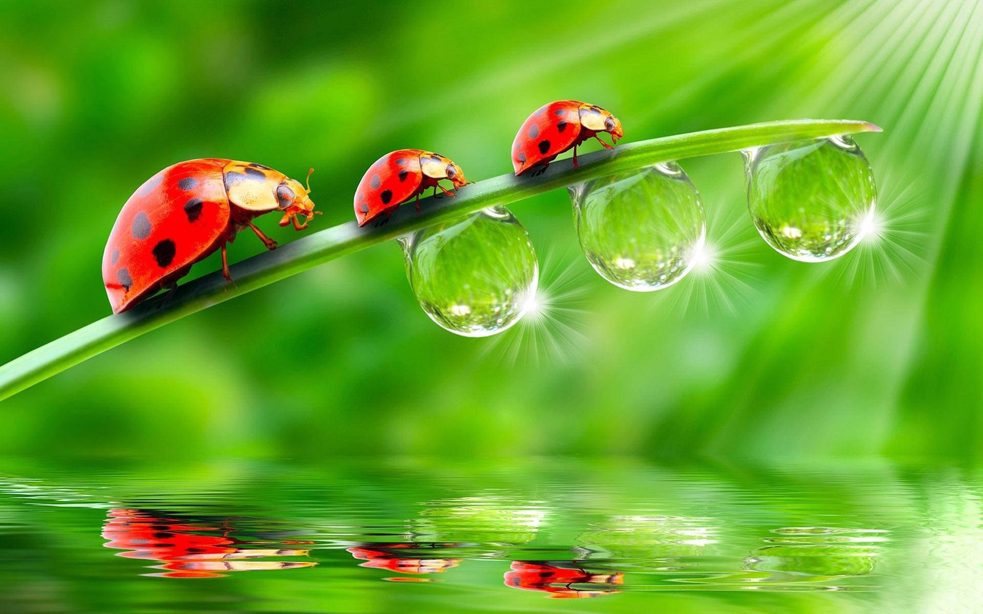 Ladybug Beetles On Green Leaf Background