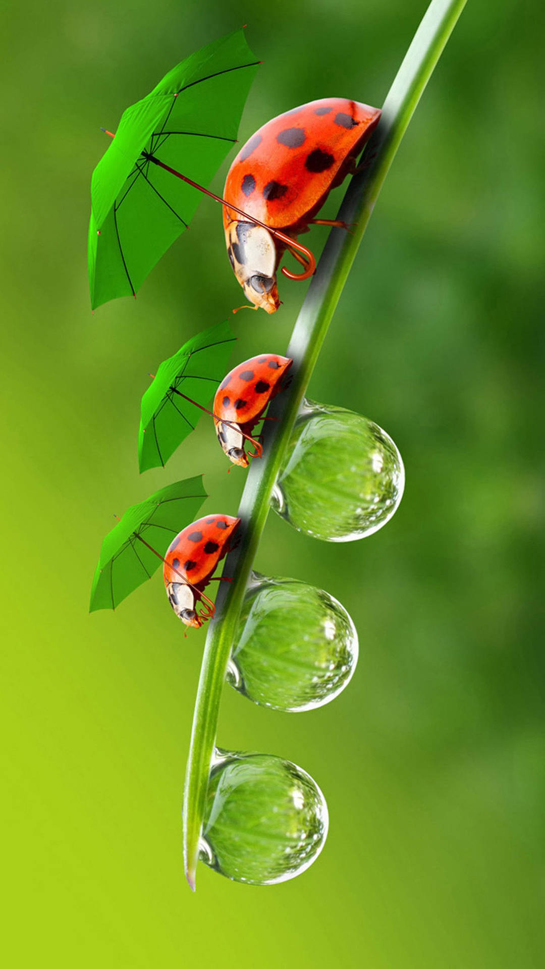 Ladybug Beetles With Green Umbrellas