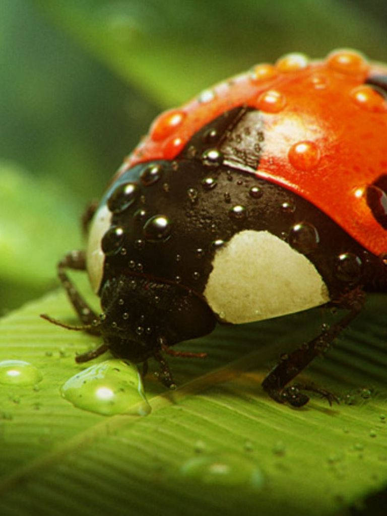 Ladybug Covered In Mists Background