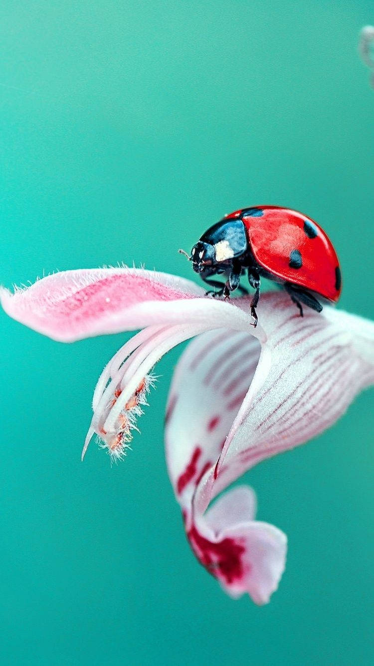 Ladybug Crawling On A Pink Flower Background