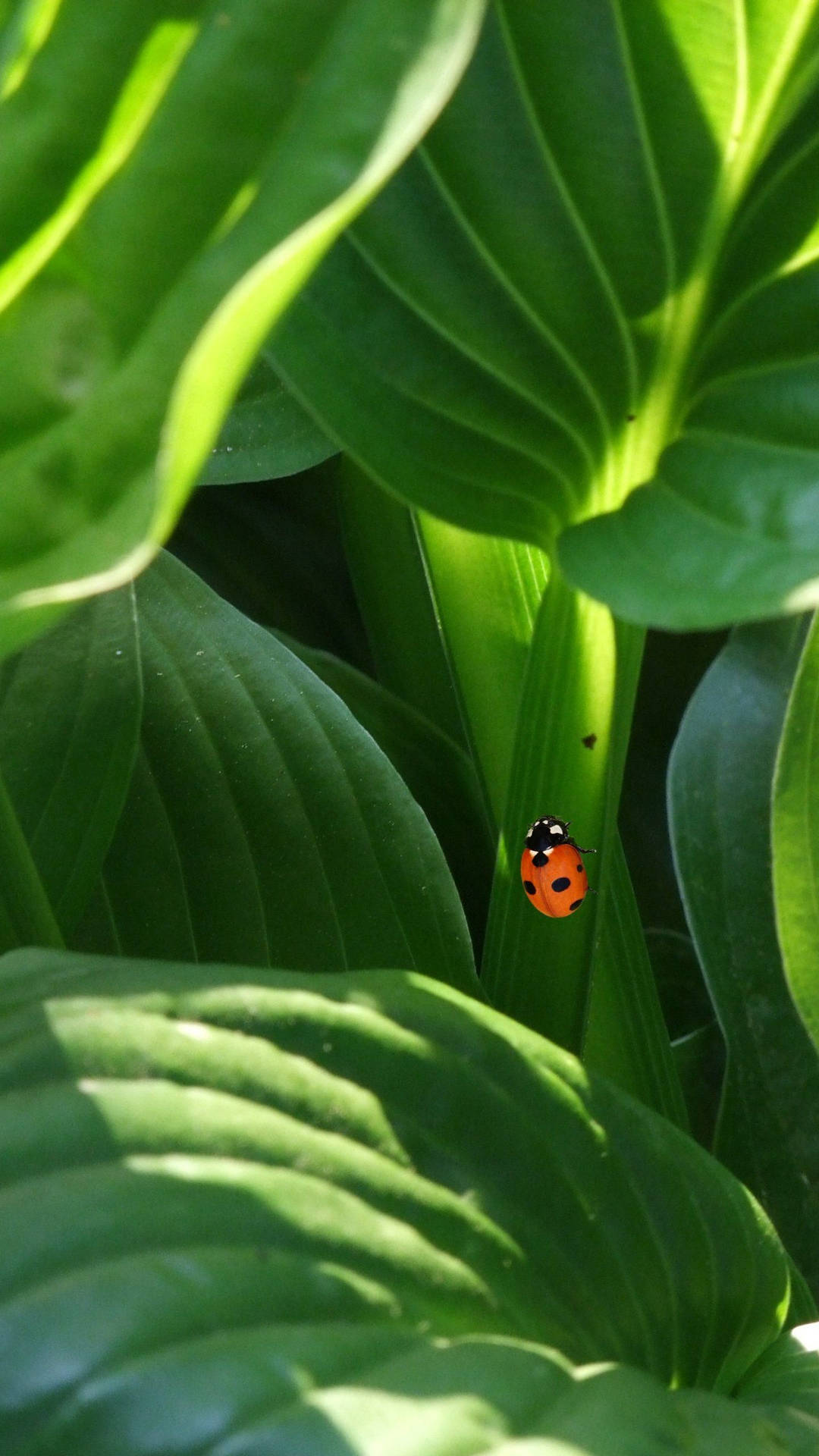 Ladybug Crawling On Lush Green Leaves Background