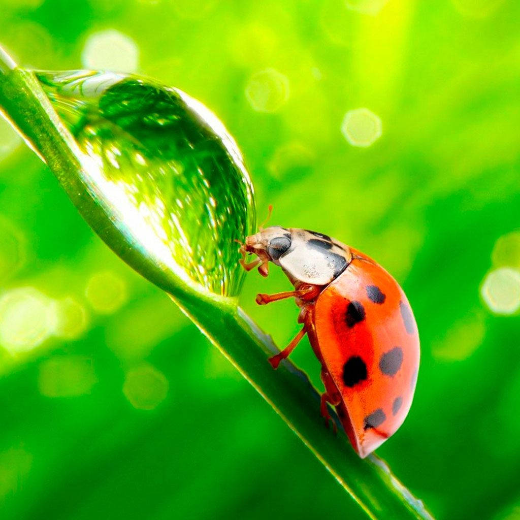 Ladybug Drinking On Water A Droplet Background