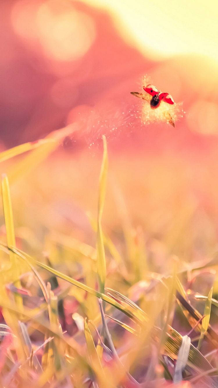 Ladybug Flying On A Grassy Field