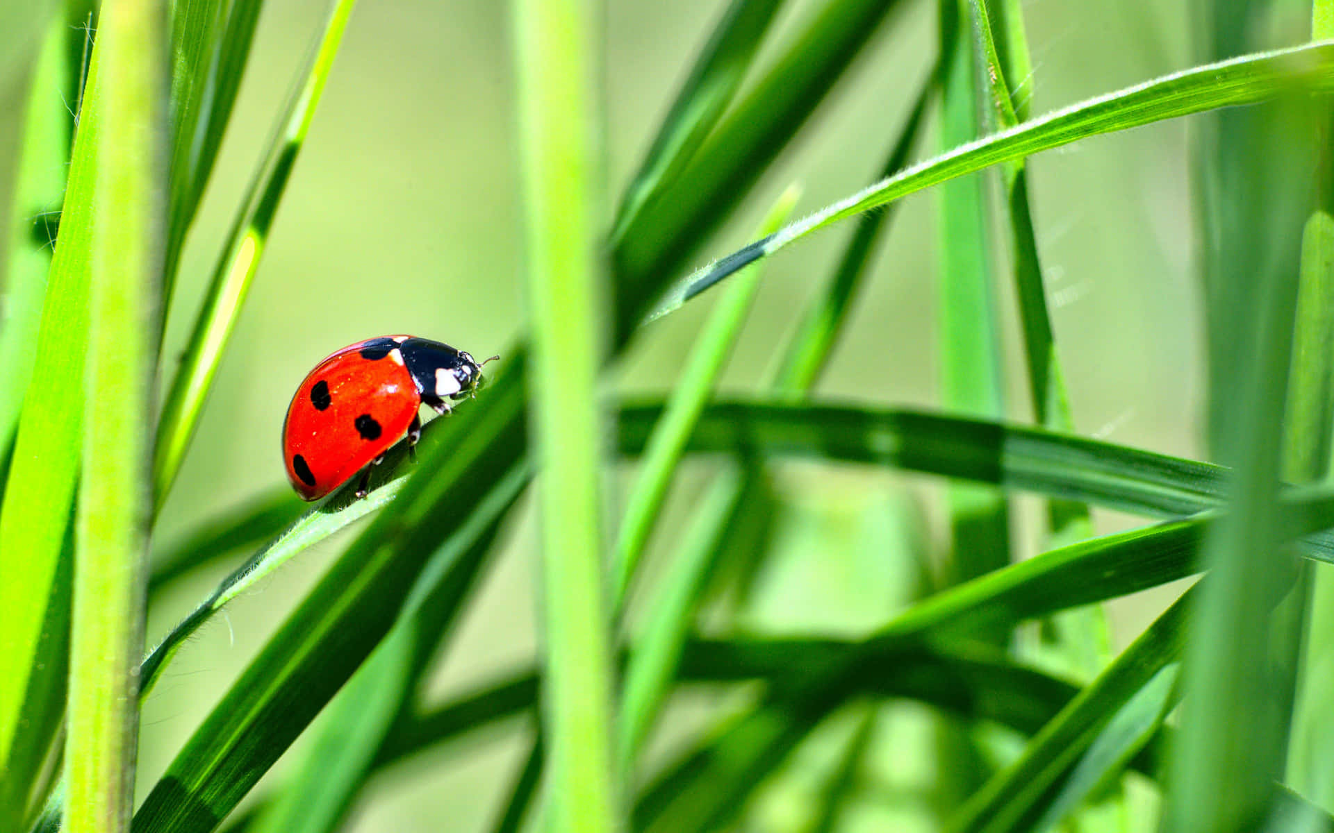 Ladybug In The Grass Background